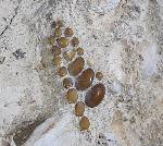 Phacodus punctatus (DIXON 1850) - Bild © FossNet FossilienStore